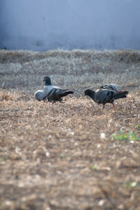 Side view of birds on field