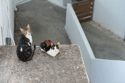 Cat and kitten sitting on flat roof looking back
