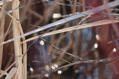 Close-up of icicles on plant