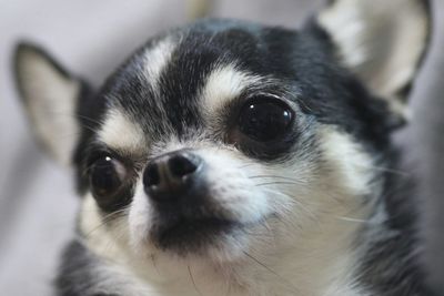 Close-up of chihuahua looking away