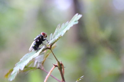 Close-up of insect on plant