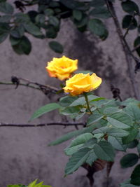 Close-up of yellow flower