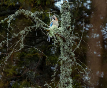 Bird perching on a tree