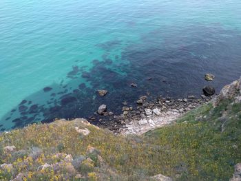 High angle view of crab on sea shore