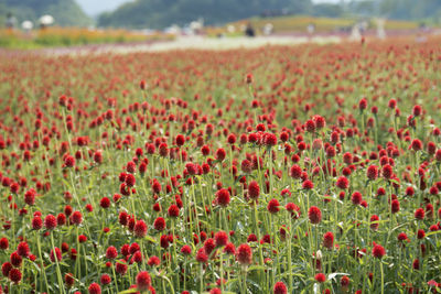 Close-up of poppy flowers growing in field