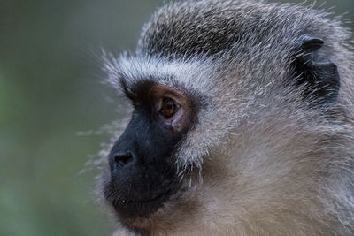 Close-up portrait of black