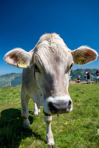 Cows on field against clear sky