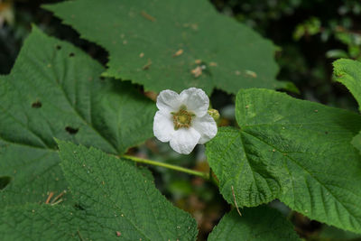 Close-up of white flowers