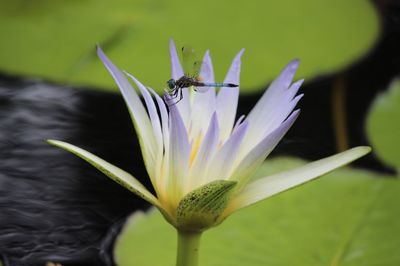 Close-up of insect on flower