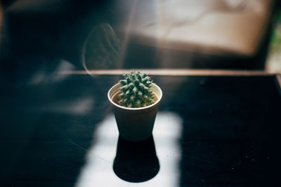 Close-up of potted plant on table against window
