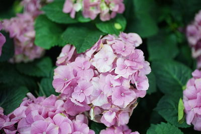 Close-up of pink hydrangea flowers