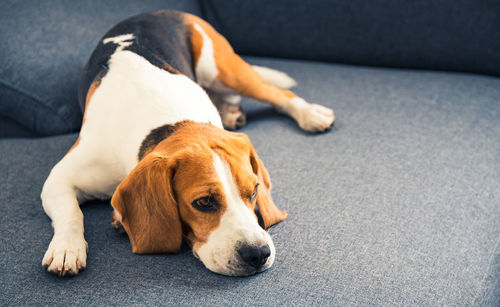 Close-up of a dog resting