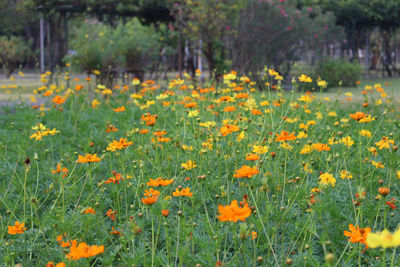 Close-up of yellow flowering plants on field