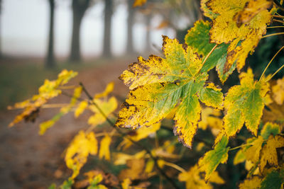 Close-up of yellow leaf on branch