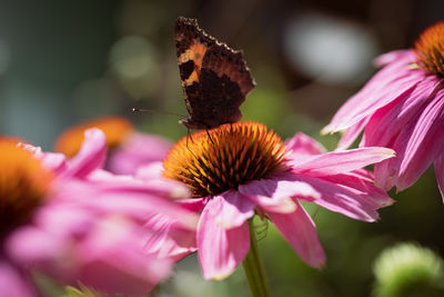 Close-up of butterfly pollinating on pink flower