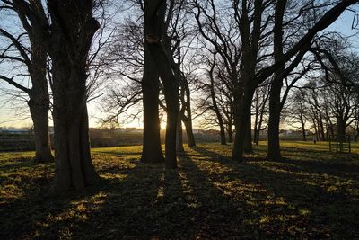 Trees on landscape against sky