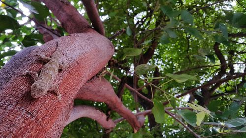 Low angle view of tree