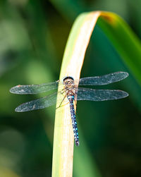 Close-up of dragonfly on leaf