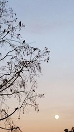 Low angle view of bare trees against clear sky