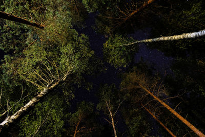 Low angle view of trees in forest against sky