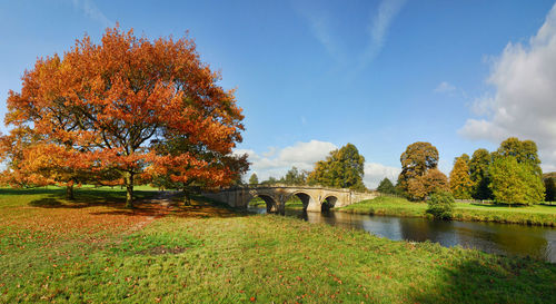 Trees in park during autumn against sky