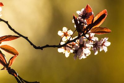 Close-up of cherry blossoms in spring