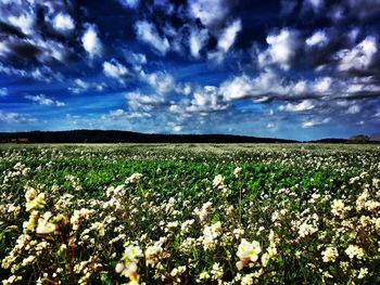 Scenic view of flowering field against sky