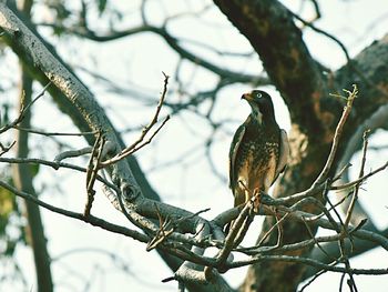 Low angle view of birds perching on branch