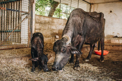 Horses in a farm