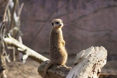 Portrait of meerkat on wood