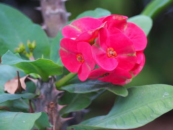 Close-up of pink flowers blooming outdoors