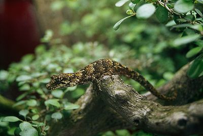 Close-up of lizard on leaf