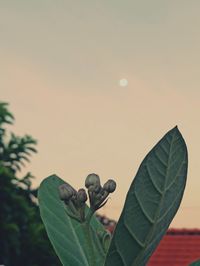 Close-up of flowering plant against clear sky during sunset