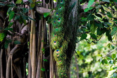 The ever vibrant peacock feather