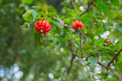 Close-up of red berries on tree