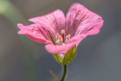 Close-up of pink flower