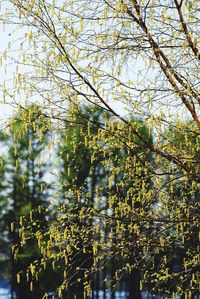 Low angle view of flowering tree