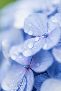 Close-up of wet purple flowering plant