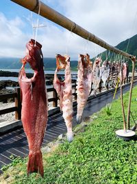 View of fish for sale in sea against sky