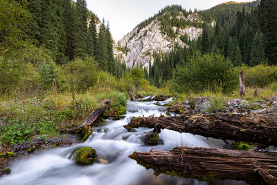 Stream flowing in forest