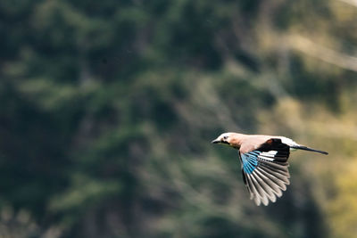 View of a bird flying