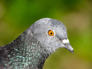 Close-up of pigeon