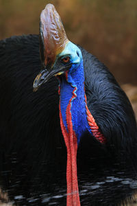 Close-up of a cassowary bird
