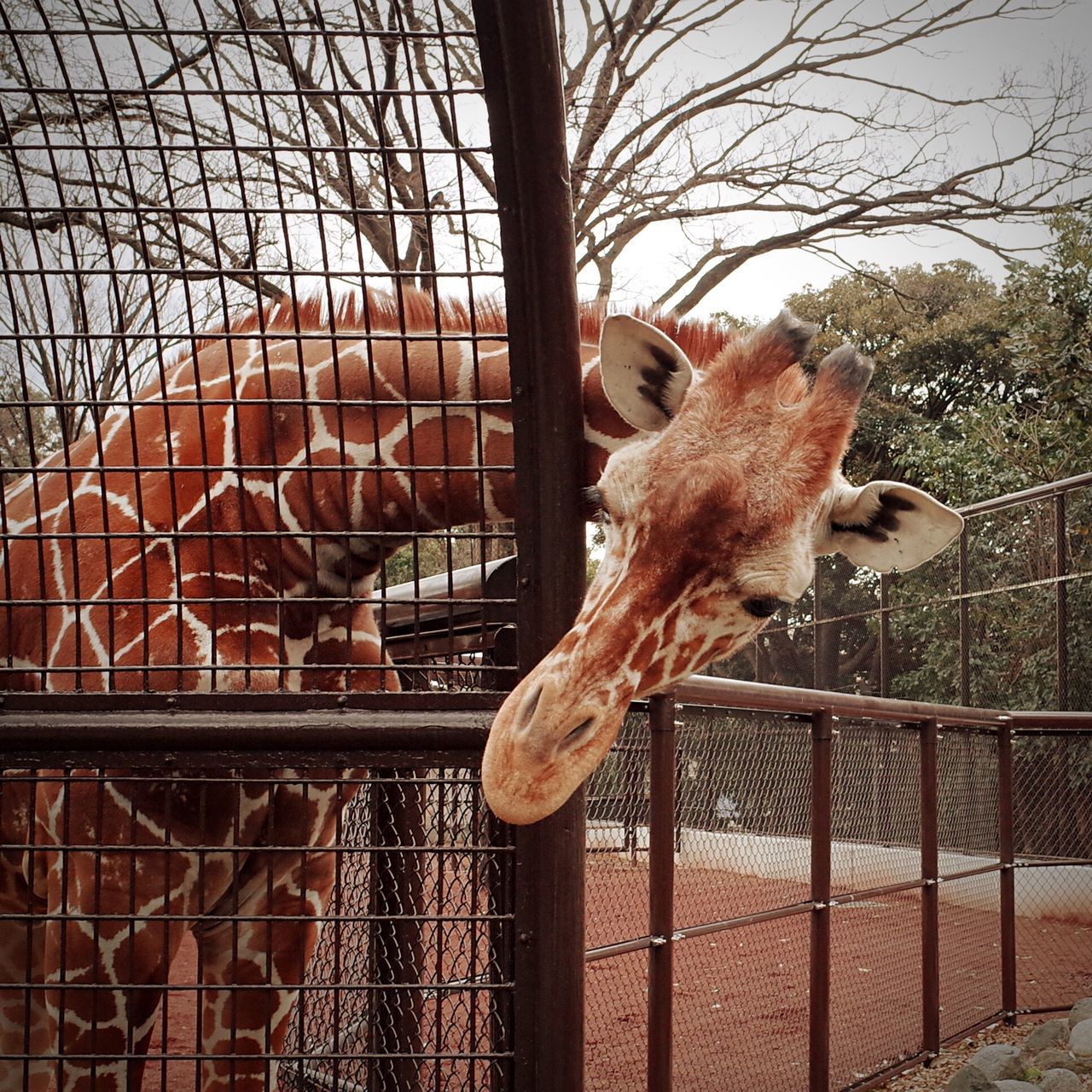 横浜市立 野毛山動物園 アミメキリン展示スペース