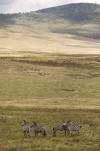 View of a horse on landscape