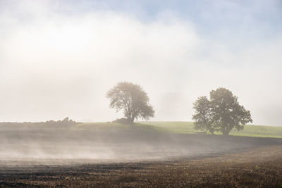 Trees on field against sky