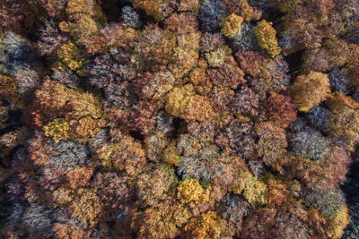 Full frame shot of multi colored trees from above