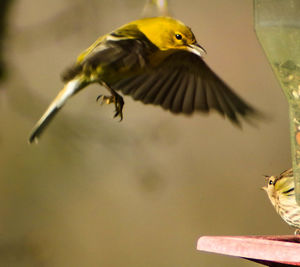 Close-up of bird perching on branch