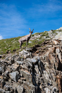 Mountain goat walking free on the mountains