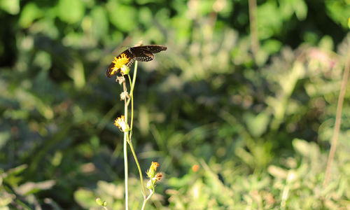 Close-up of insect on yellow flower